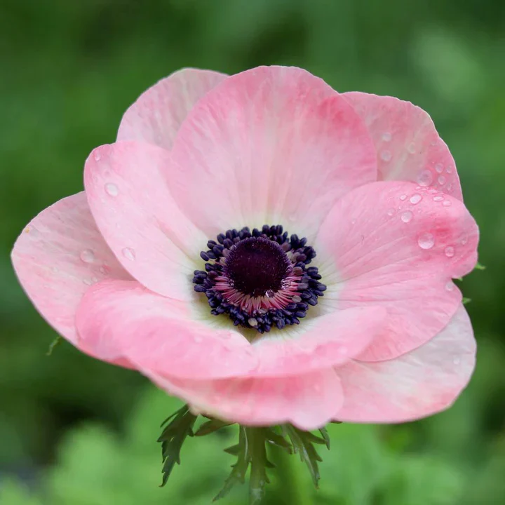 Anemone coronaria "Rosa Chiaro"