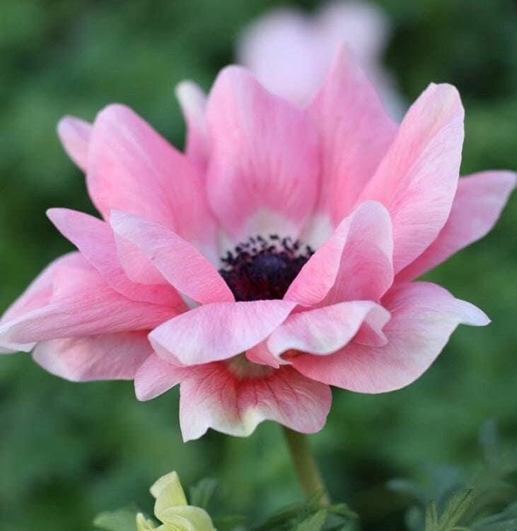 Anemone coronaria "Rosa Chiaro" - Image 2