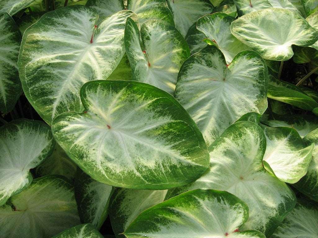 Caladium Aaron - Image 3