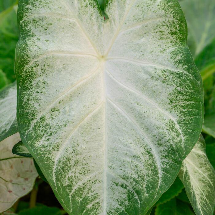 Caladium Aaron - Image 4