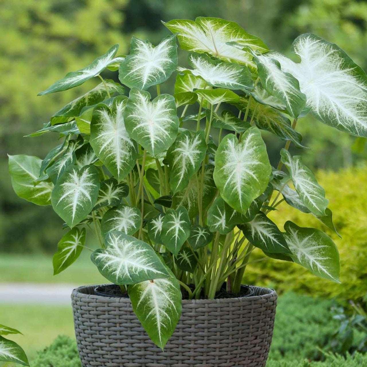 Caladium Aaron - Image 5