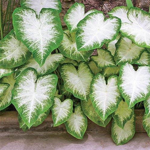 Caladium Aaron - Image 6