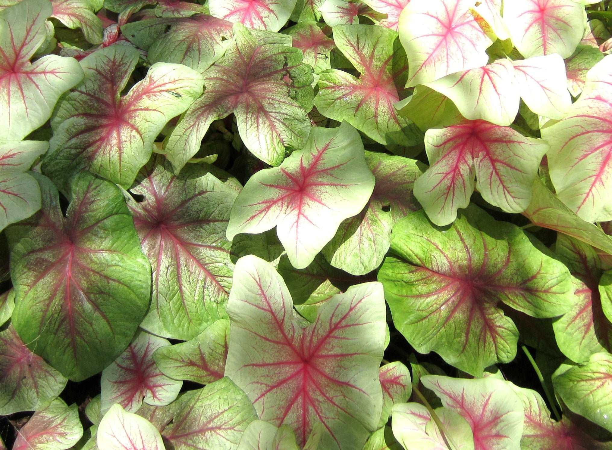 Caladium Mint Julep - Image 2
