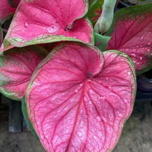 Caladium Sizzle - Image 2