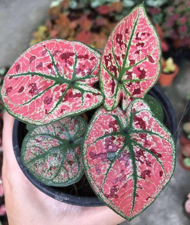 Caladium Strawberry Star - Image 2