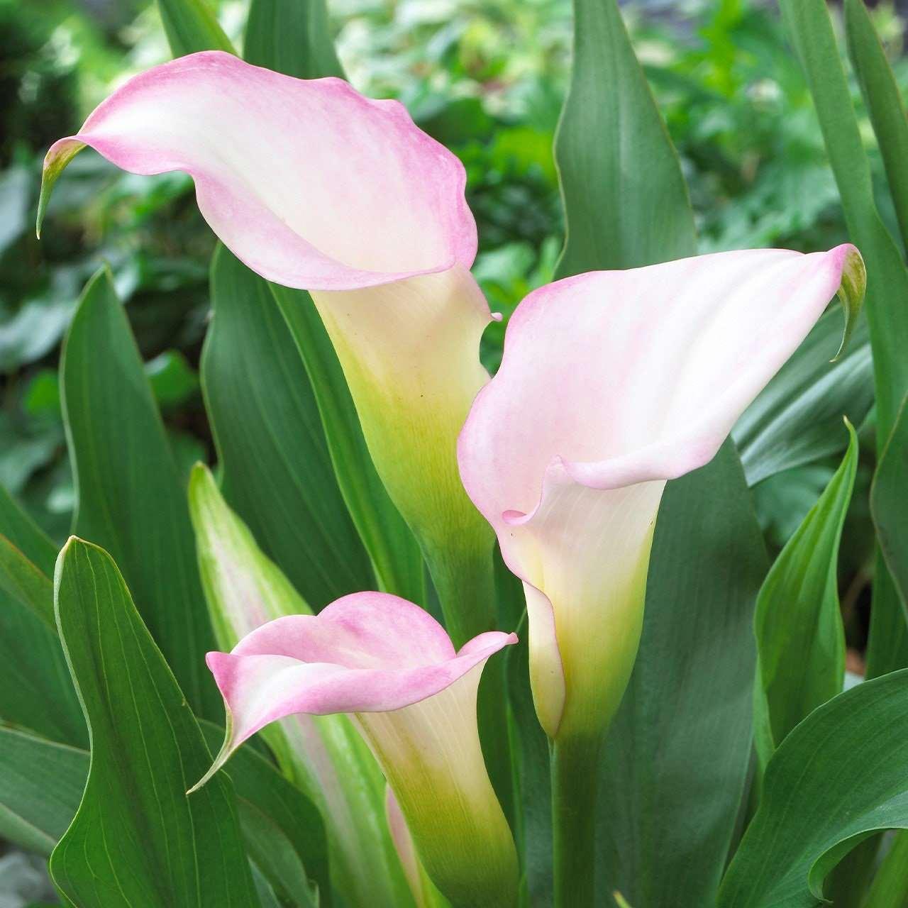 Calla Lily "Crystal Blush"