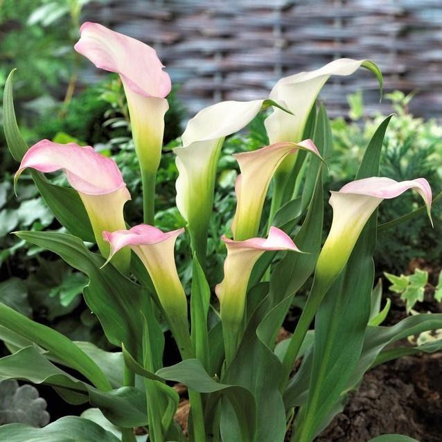 Calla Lily "Crystal Blush" - Image 2