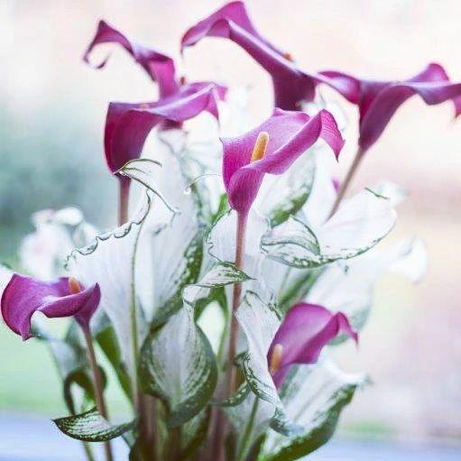 Calla Lily "Frozen Queen"