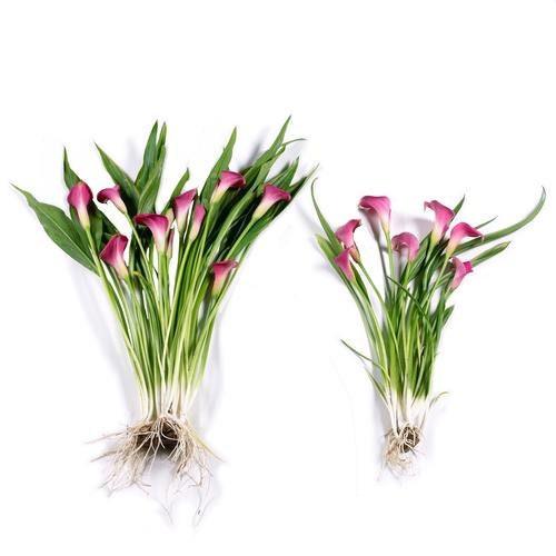 Calla Lily "Odessa" - Image 5