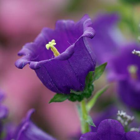 Canterbury Bells "Champion Blue"