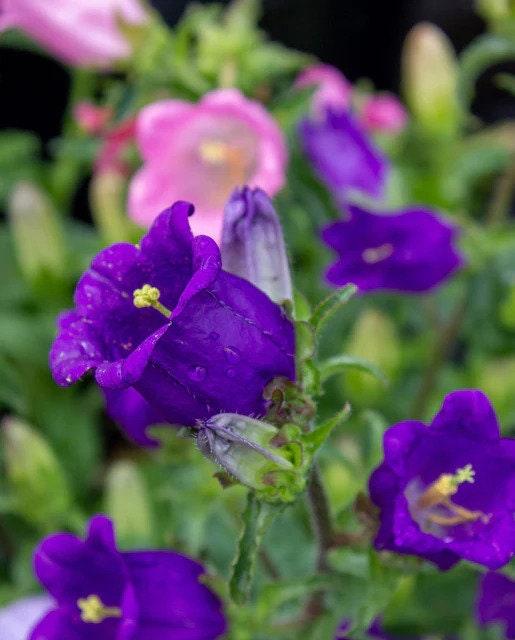 Canterbury Bells "Champion Blue" - Image 2