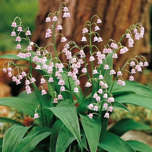 Convallaria majalis 'Rosea' (Pink Lily of The Valley) - Image 2