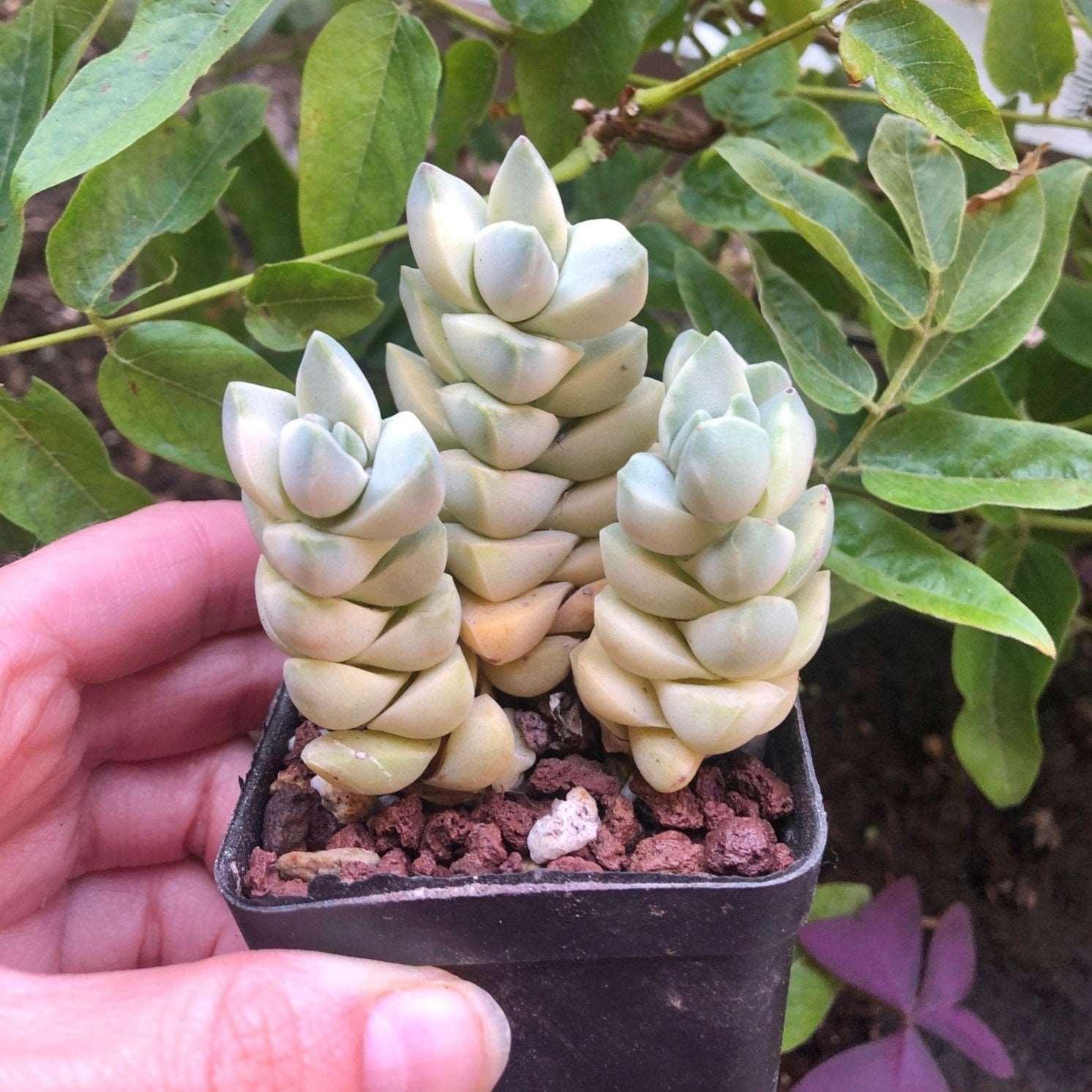 Crassula Moonglow variegata