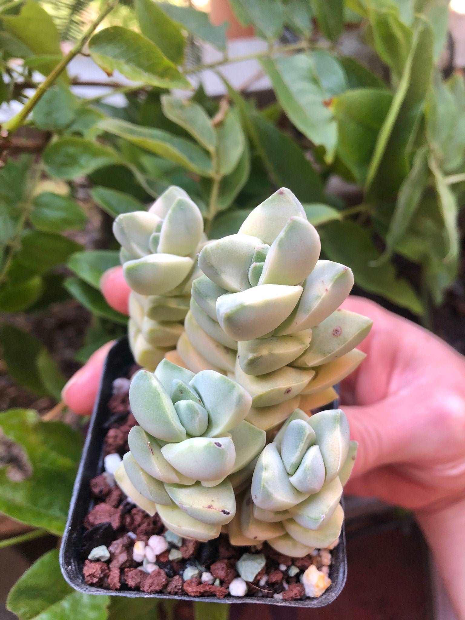 Crassula Moonglow variegata - Image 2