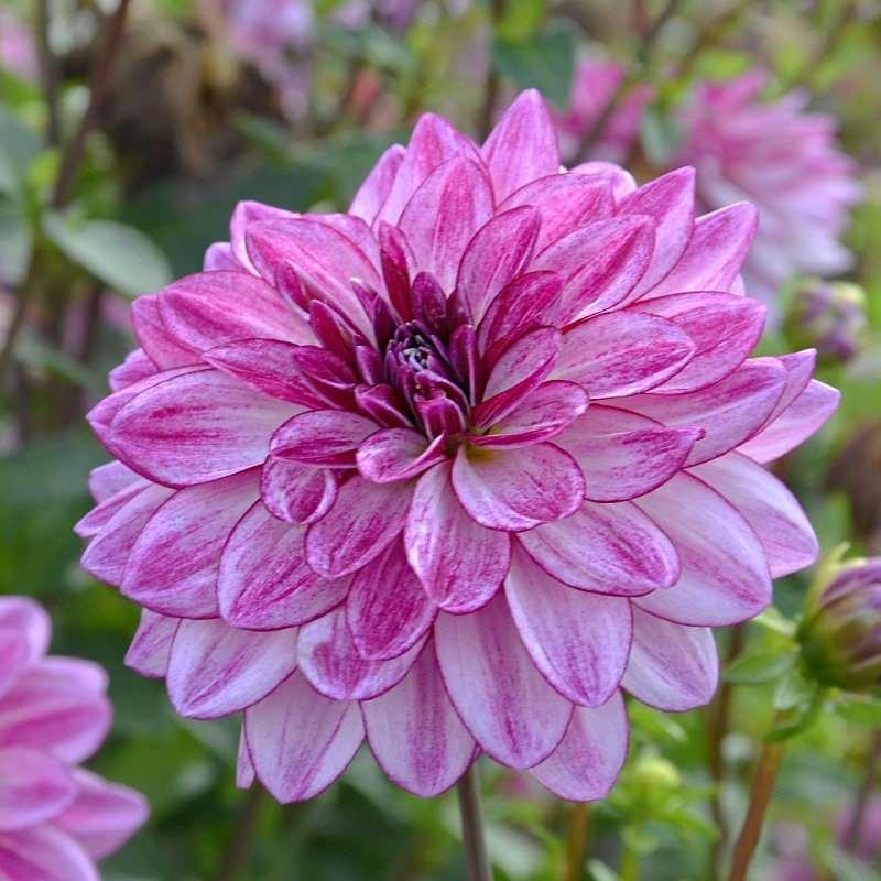 Dahlia "Seduction" tuber