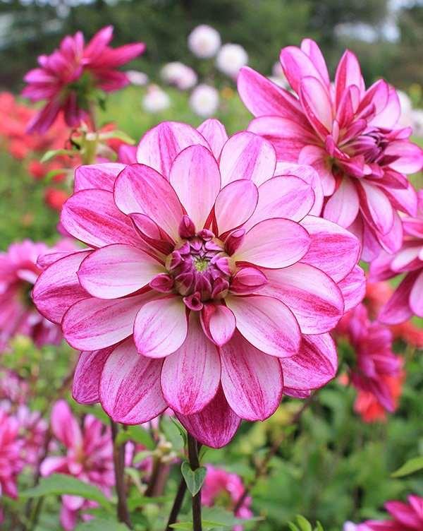 Dahlia "Seduction" tuber - Image 2
