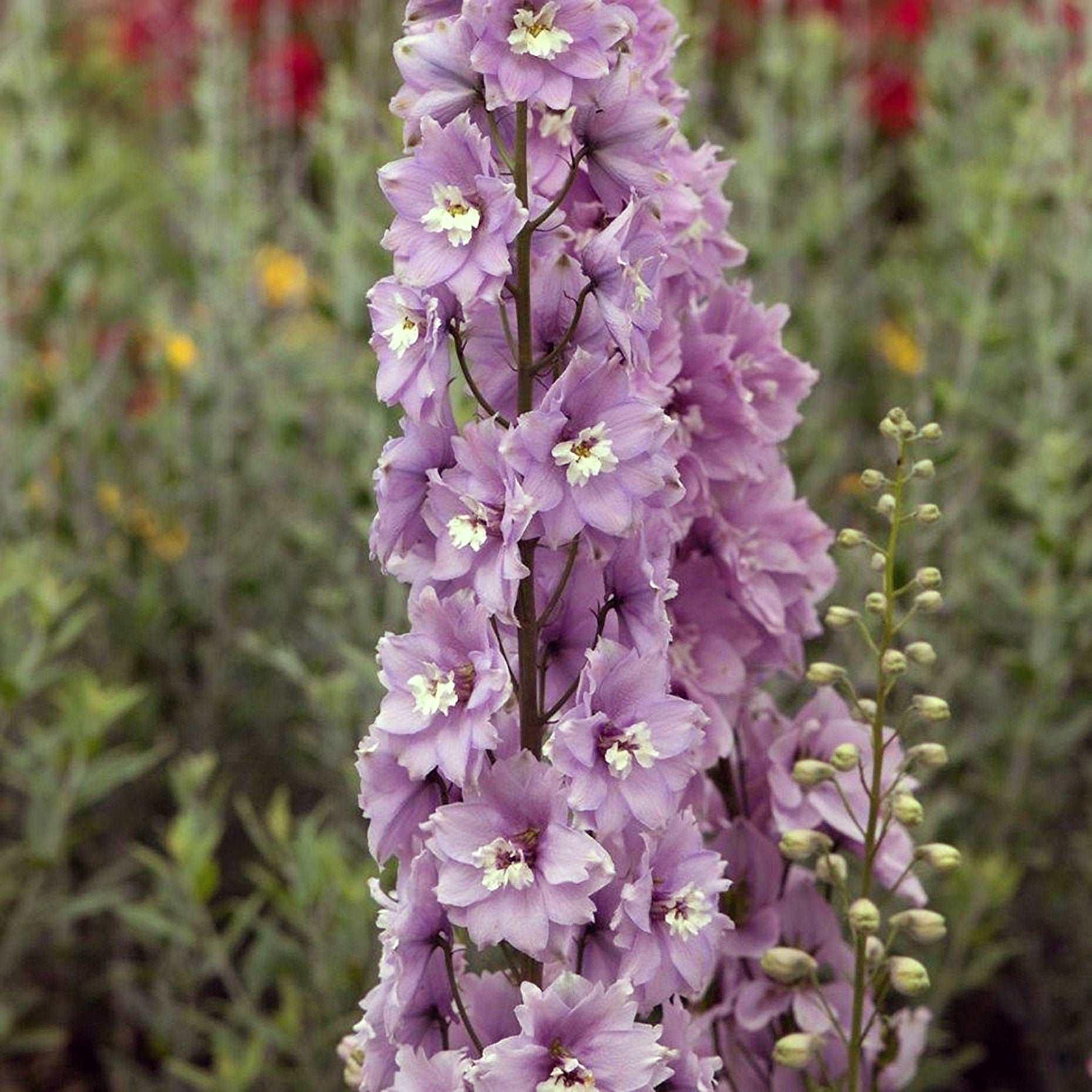 Delphinium elatum "Magic Fountains" Cherry Blossom-White Bee