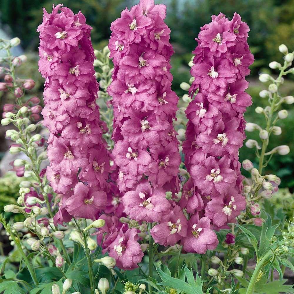 Delphinium elatum "Magic Fountains" Cherry Blossom-White Bee - Image 2
