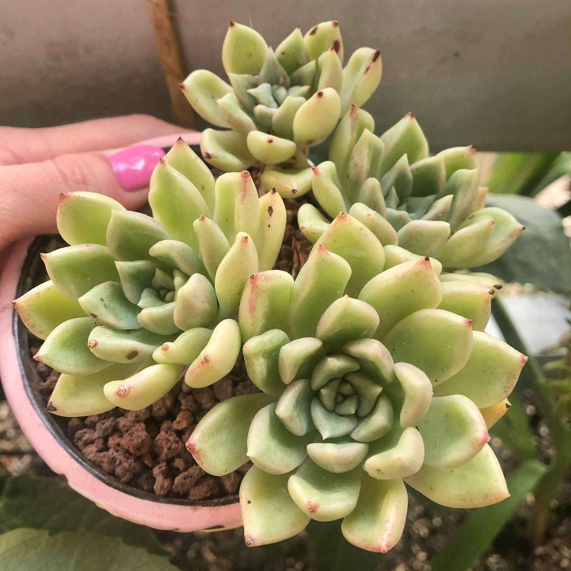 Succulents