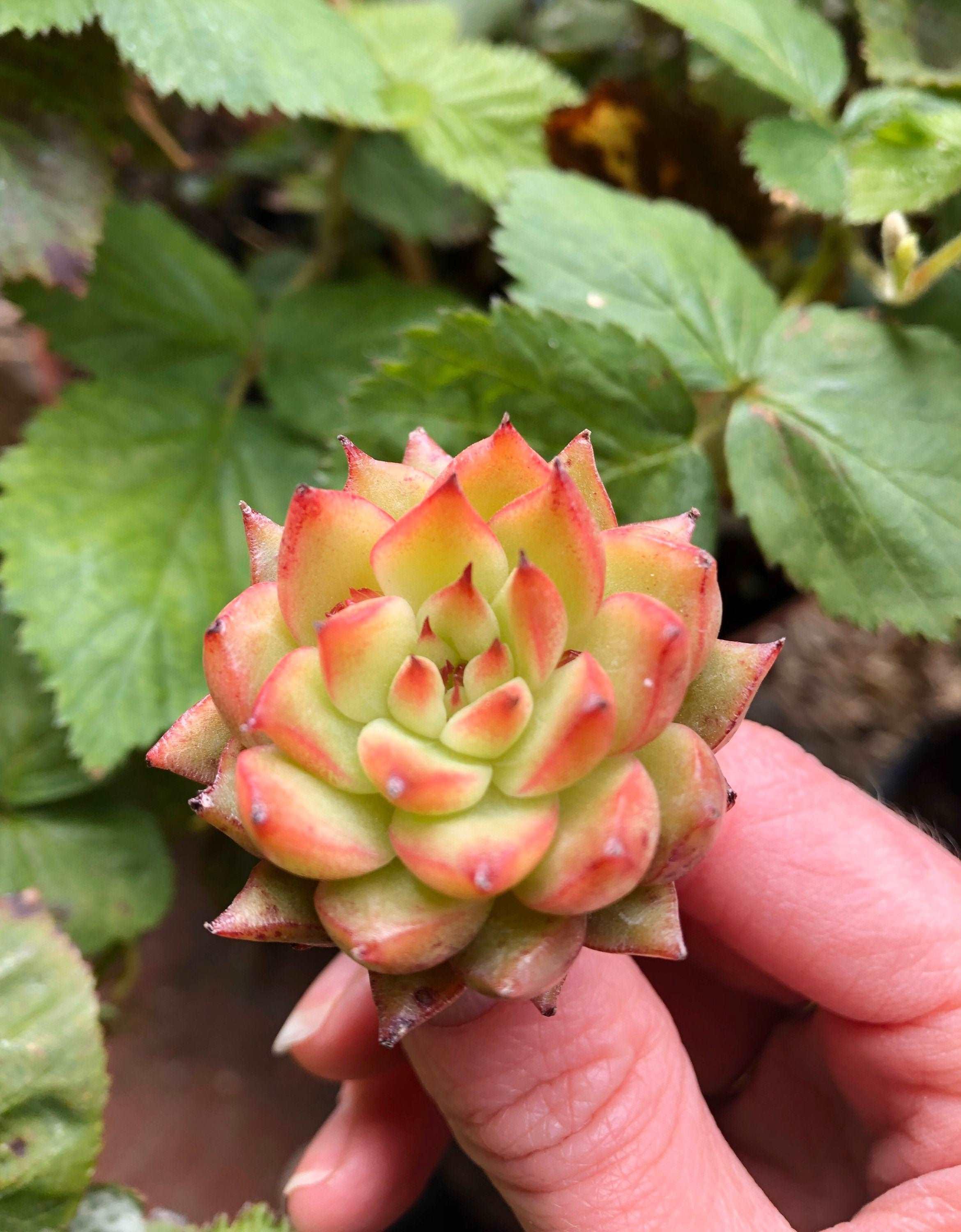 Echeveria Rain Star - Image 2