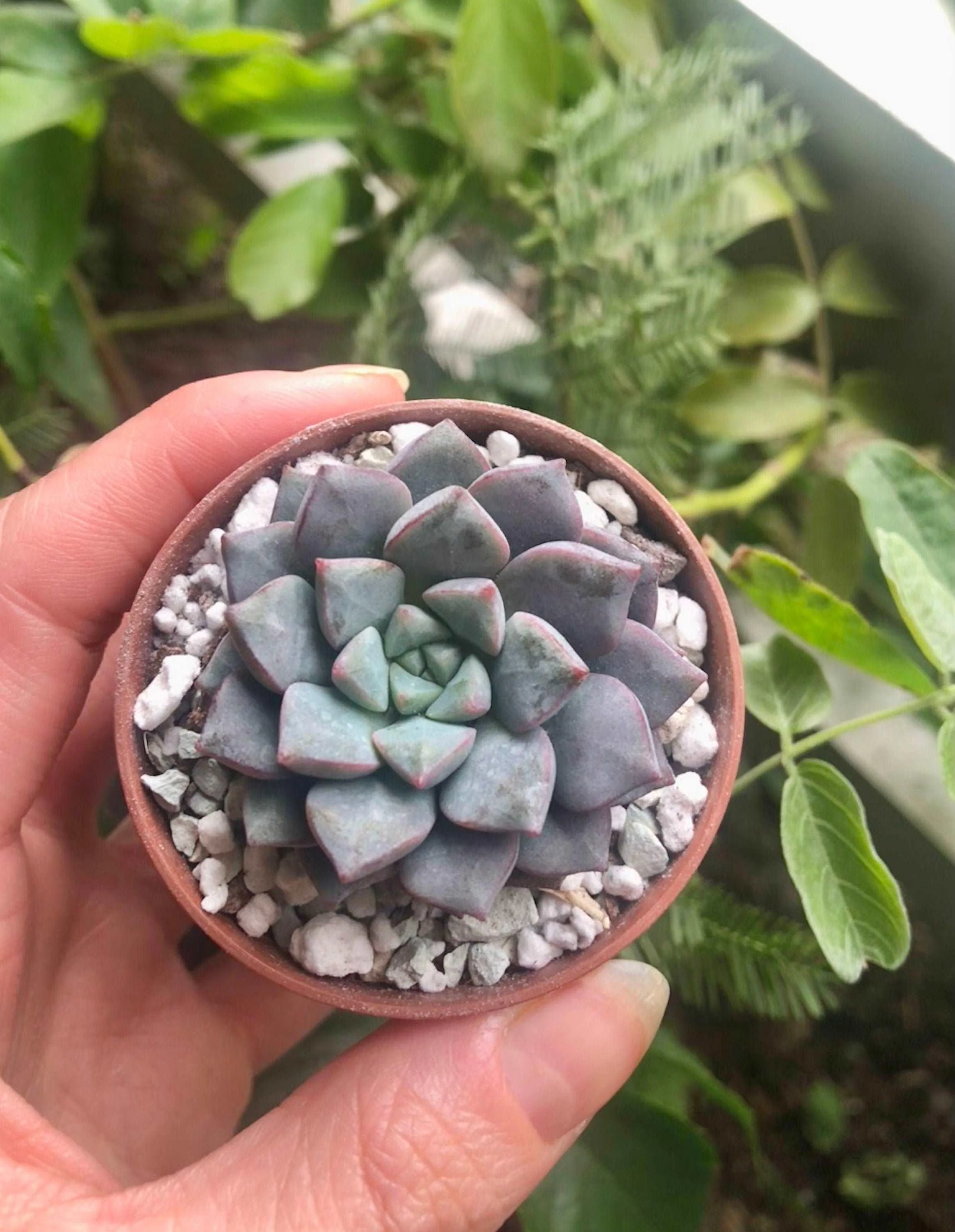 Echeveria subcorymbosa (lau 026) - Image 2