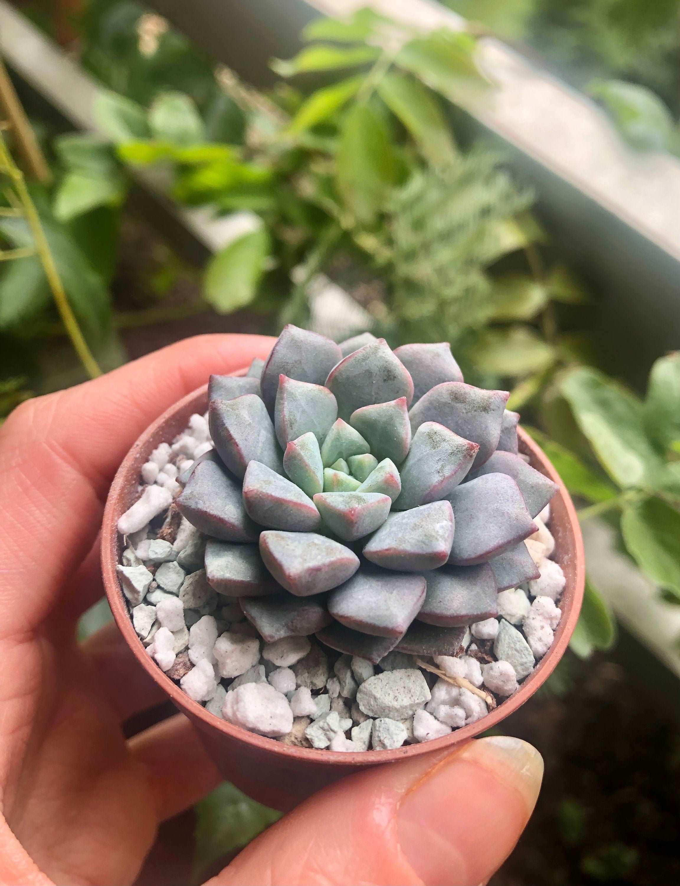Echeveria subcorymbosa (lau 026) - Image 3