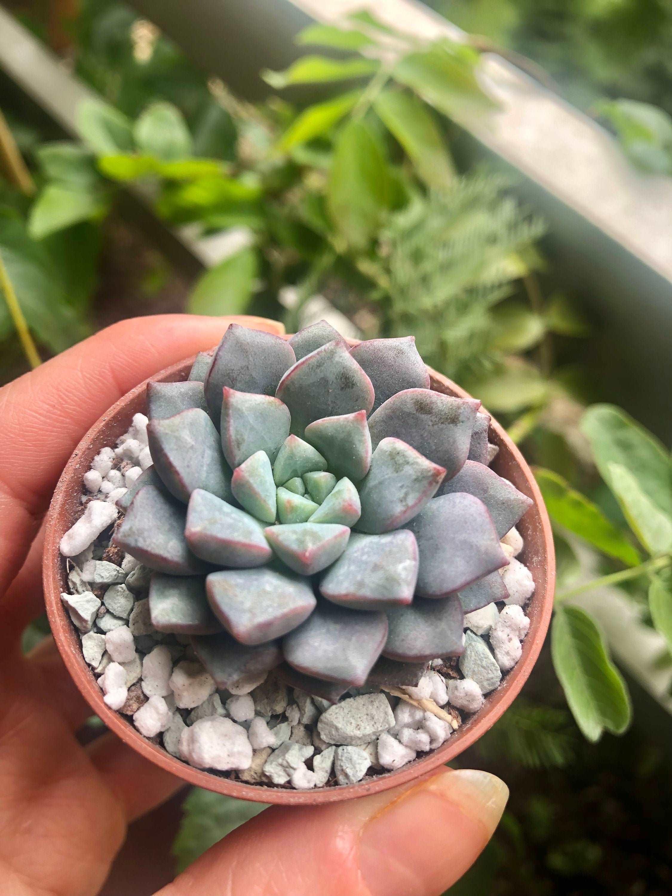 Echeveria subcorymbosa (lau 026) - Image 4