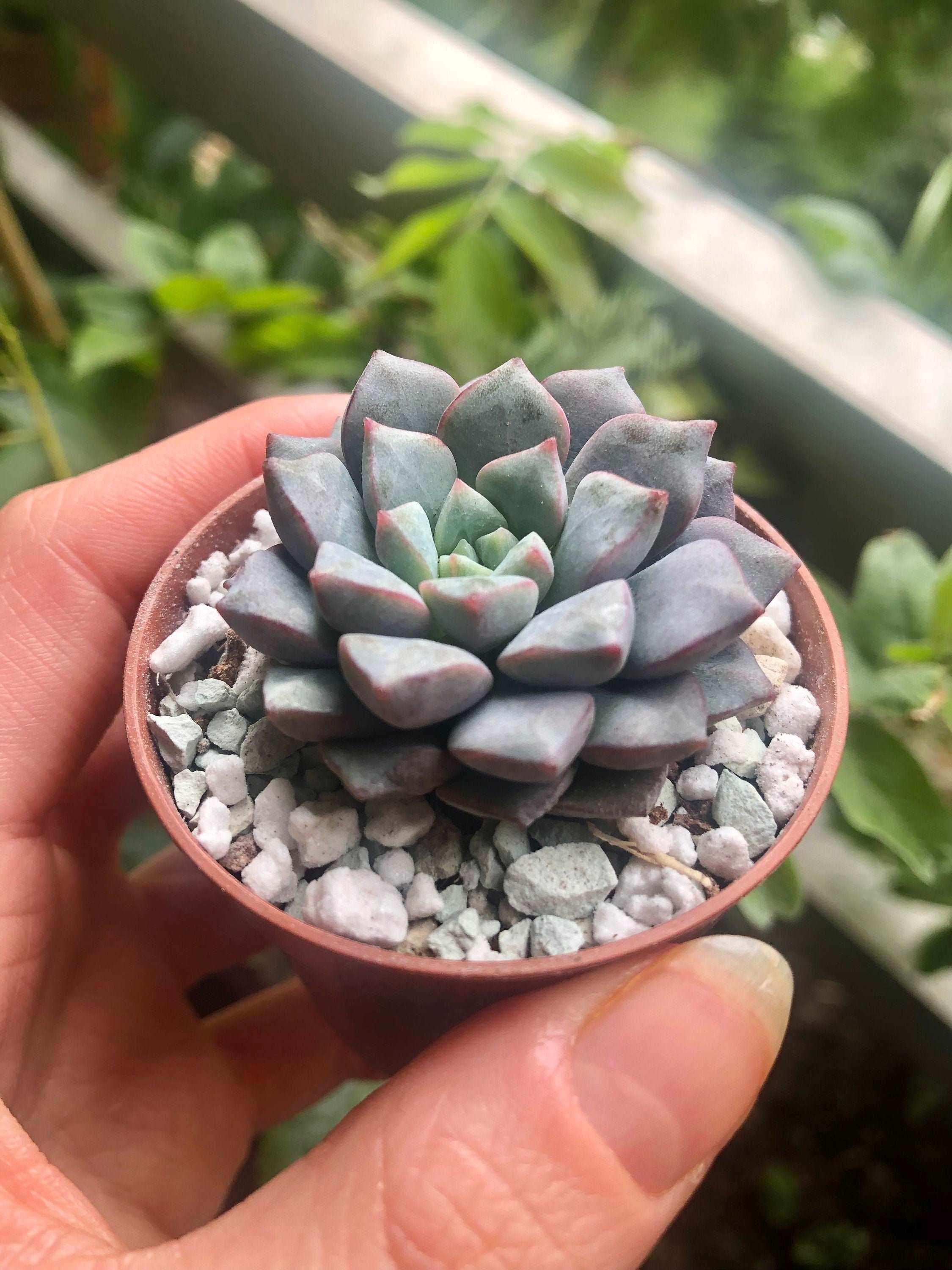 Echeveria subcorymbosa (lau 026) - Image 5
