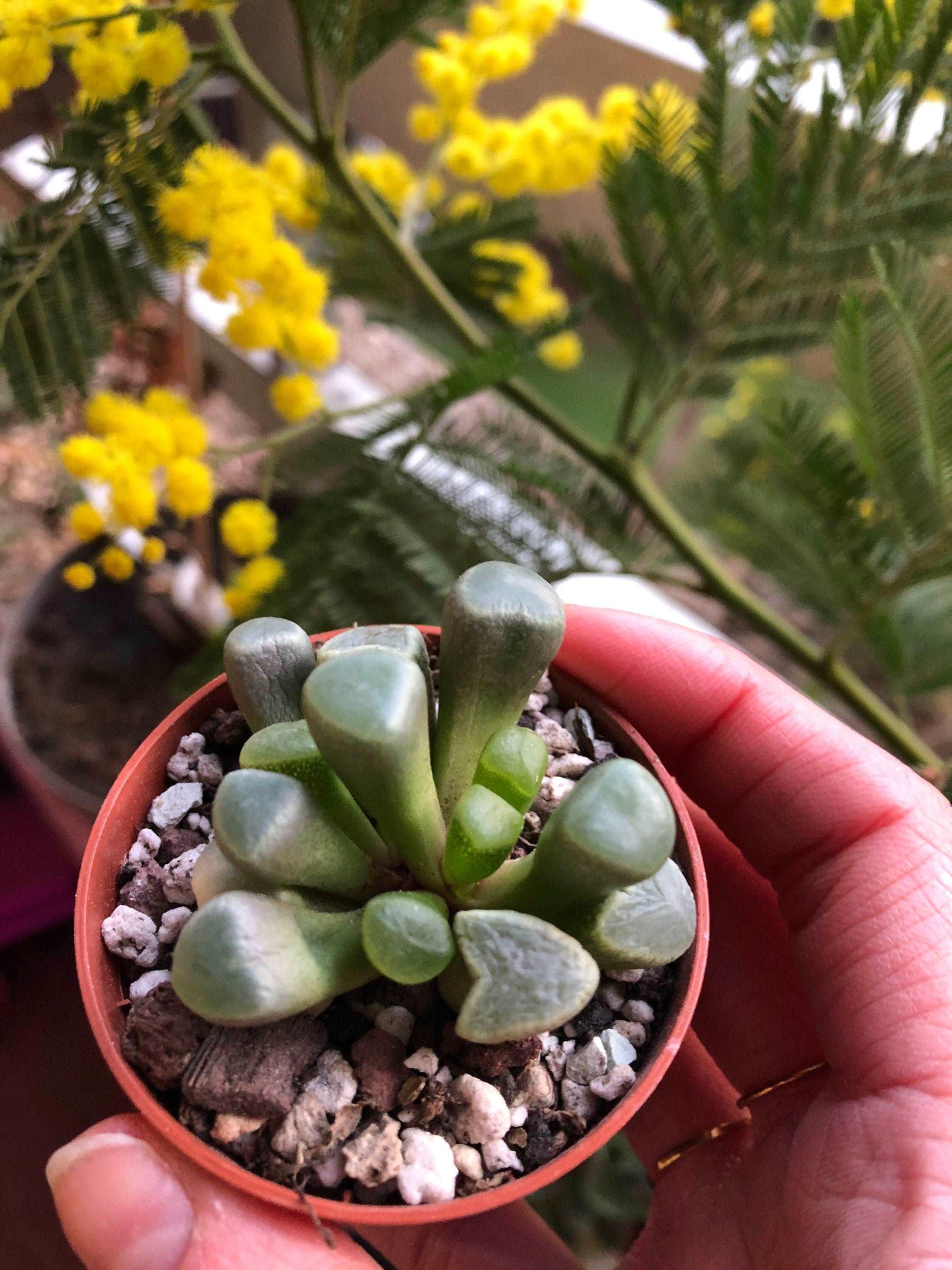Fenestraria Aurantiaca