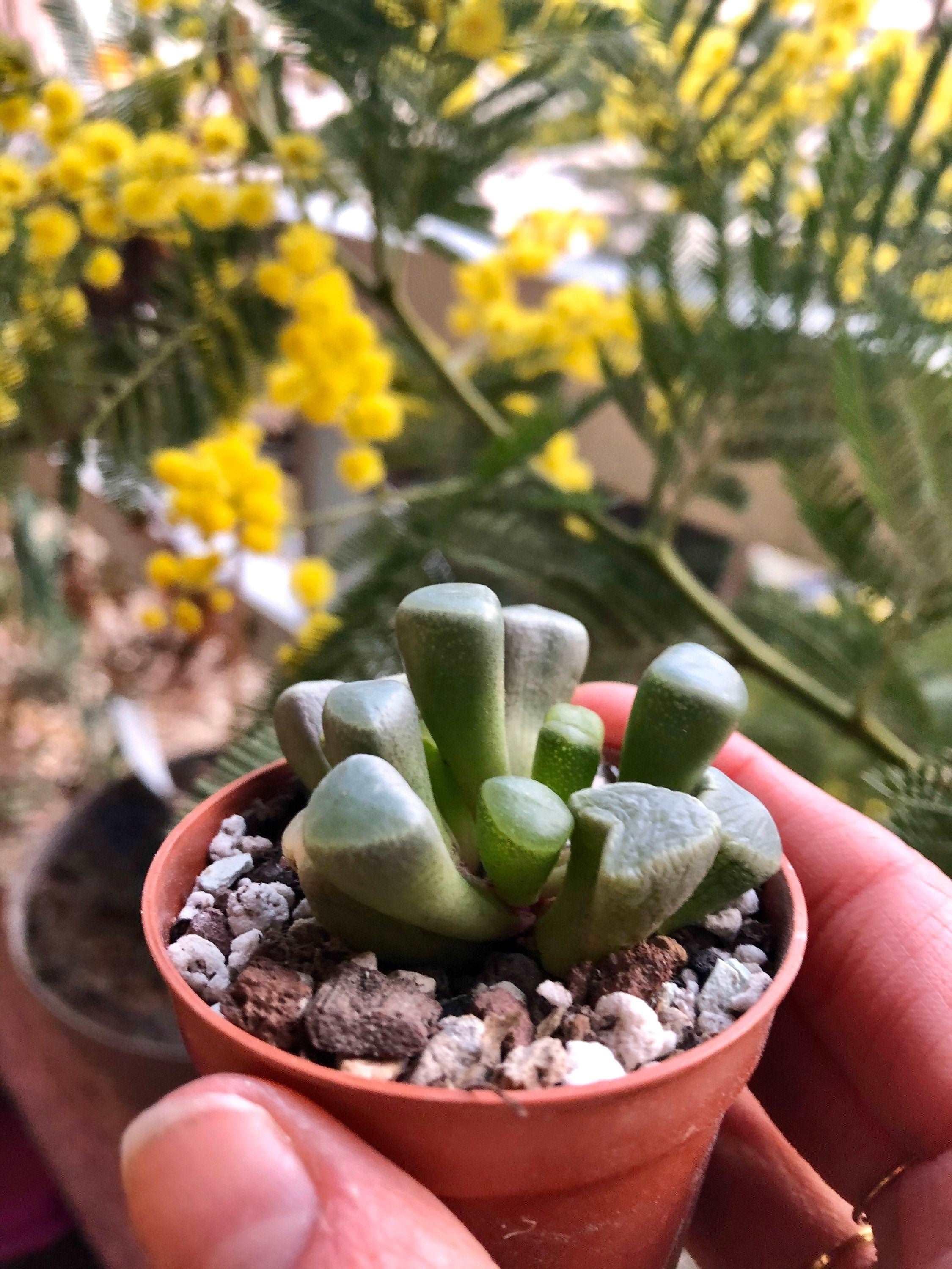 Fenestraria Aurantiaca - Image 2