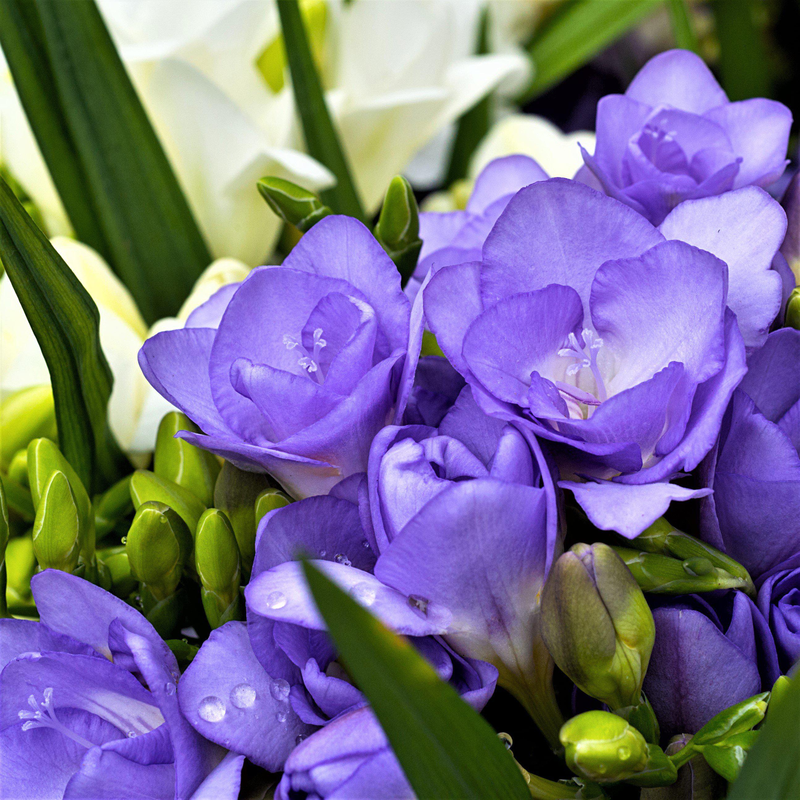 Freesia Double Blue bulbs/corms