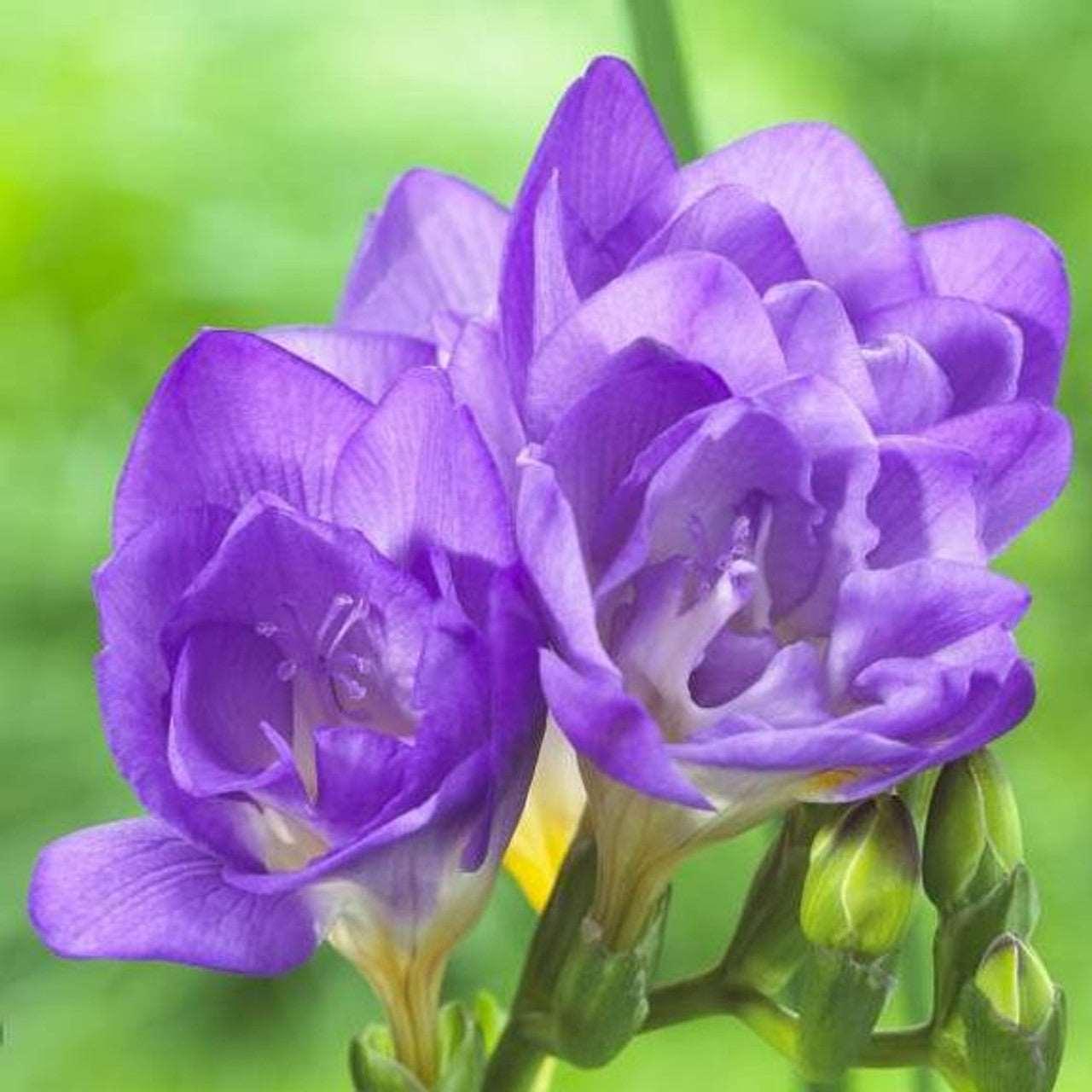 Freesia Double Blue bulbs/corms - Image 2