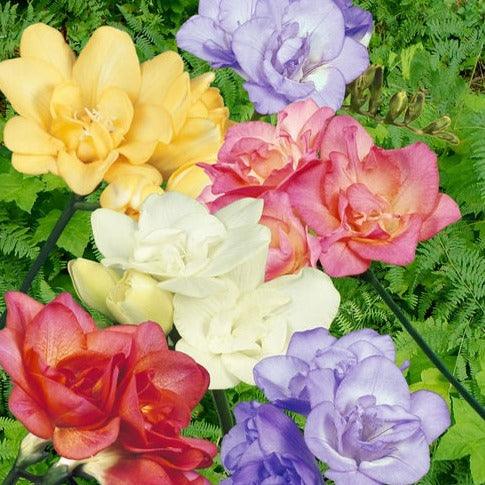 Freesia Double Mixed bulbs/corms