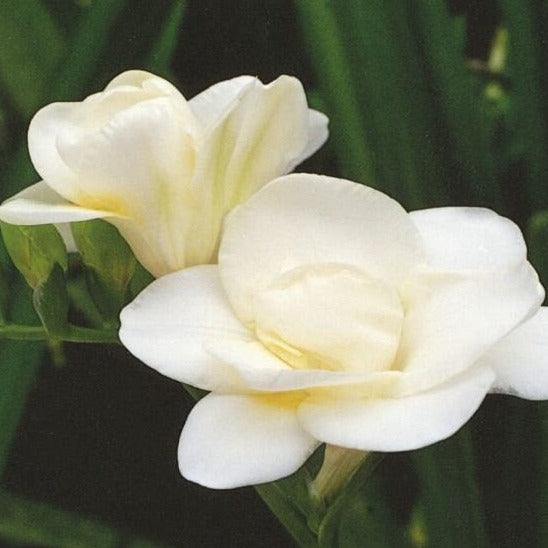 Freesia Double White bulbs/corms