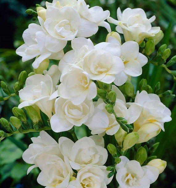 Freesia Double White bulbs/corms - Image 2