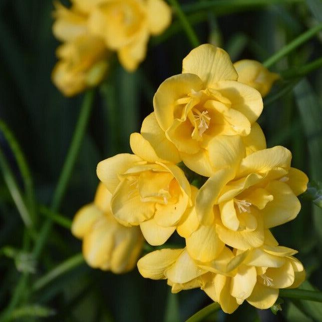 Freesia Double Yellow bulbs/corms