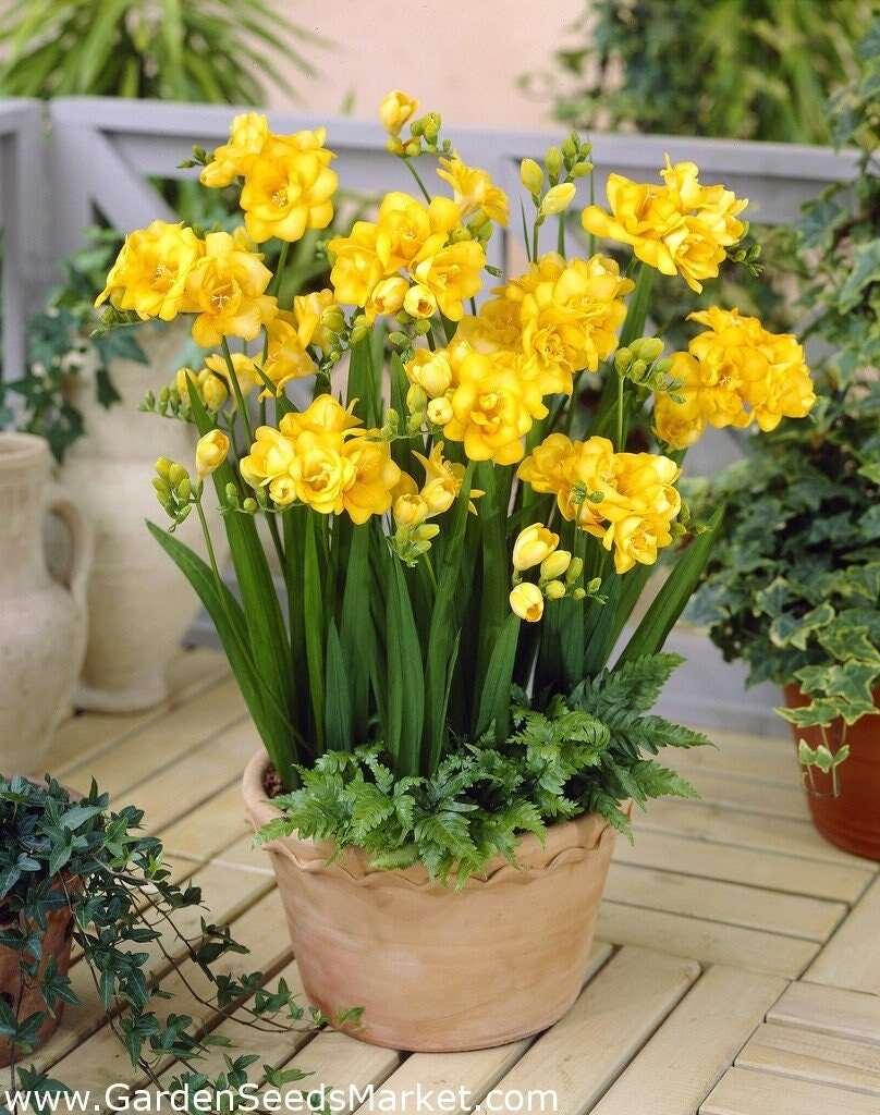 Freesia Double Yellow bulbs/corms - Image 2