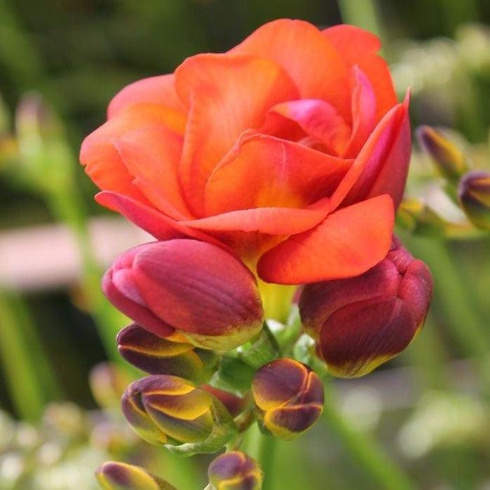 Freesia Mandarine® Double Red-orange bulbs/corms