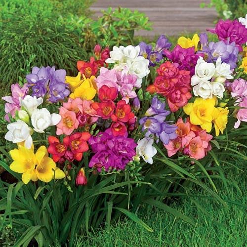 Freesia Single Mix