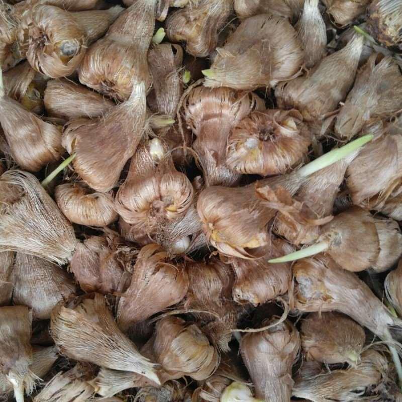 Freesia Single Mix - Image 2