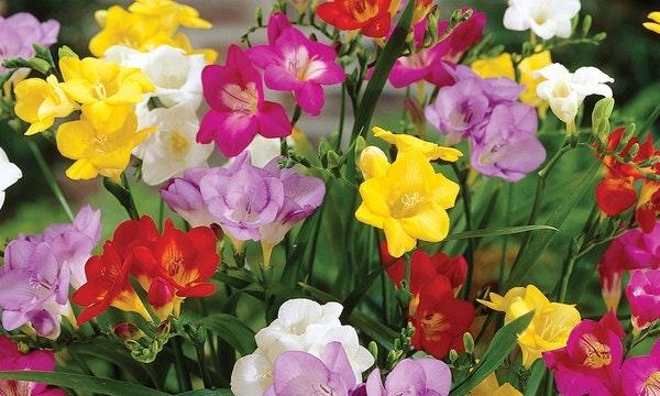 Freesia Single Mix - Image 3