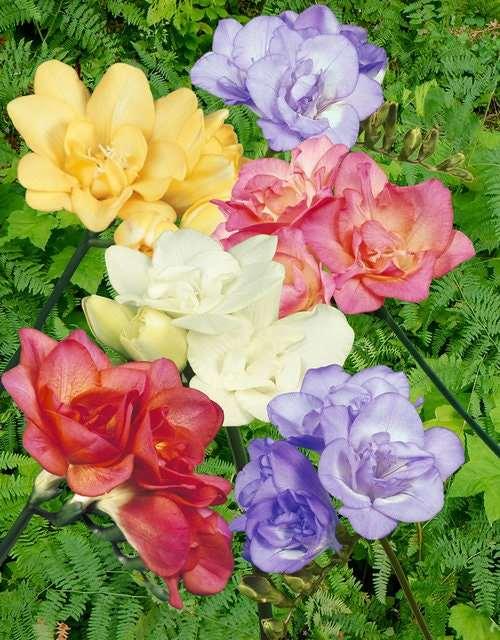 Freesia Single Mix - Image 4