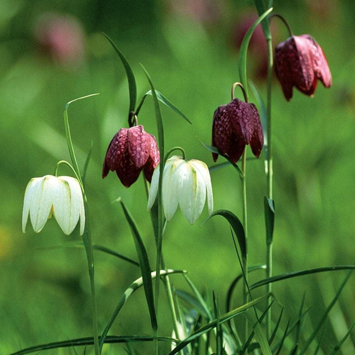Fritillaria meleagris mix