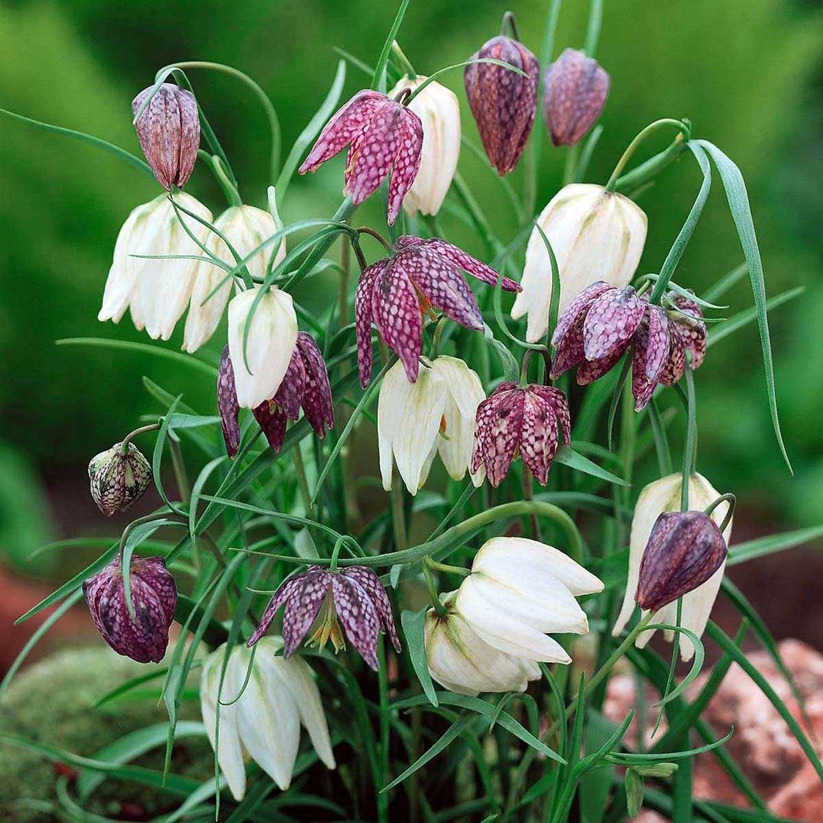 Fritillaria meleagris mix - Image 2