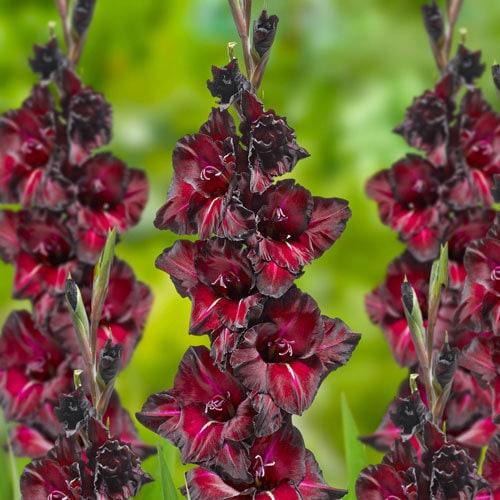 Gladiolus "Black Sea" bulbs