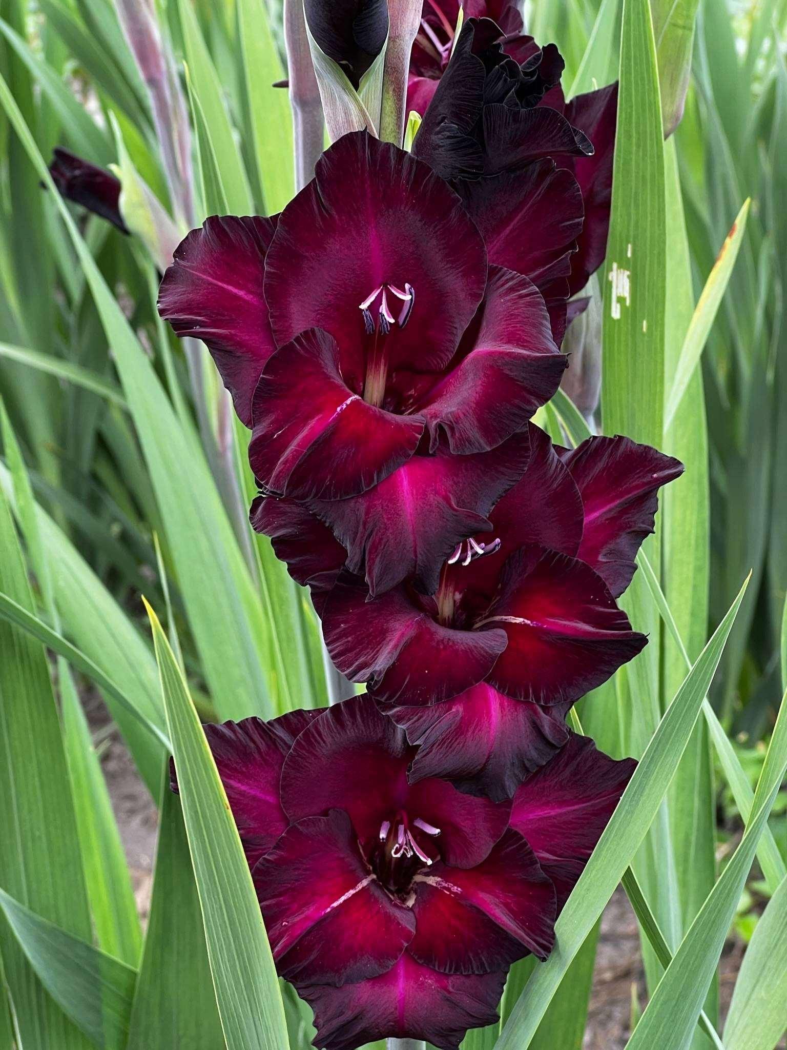 Gladiolus "Black Sea" bulbs - Image 2