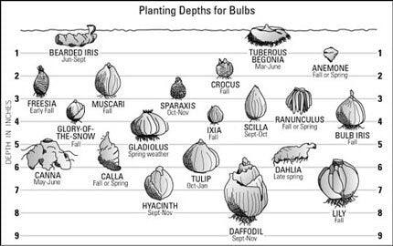 Gladiolus "Black Sea" bulbs - Image 4