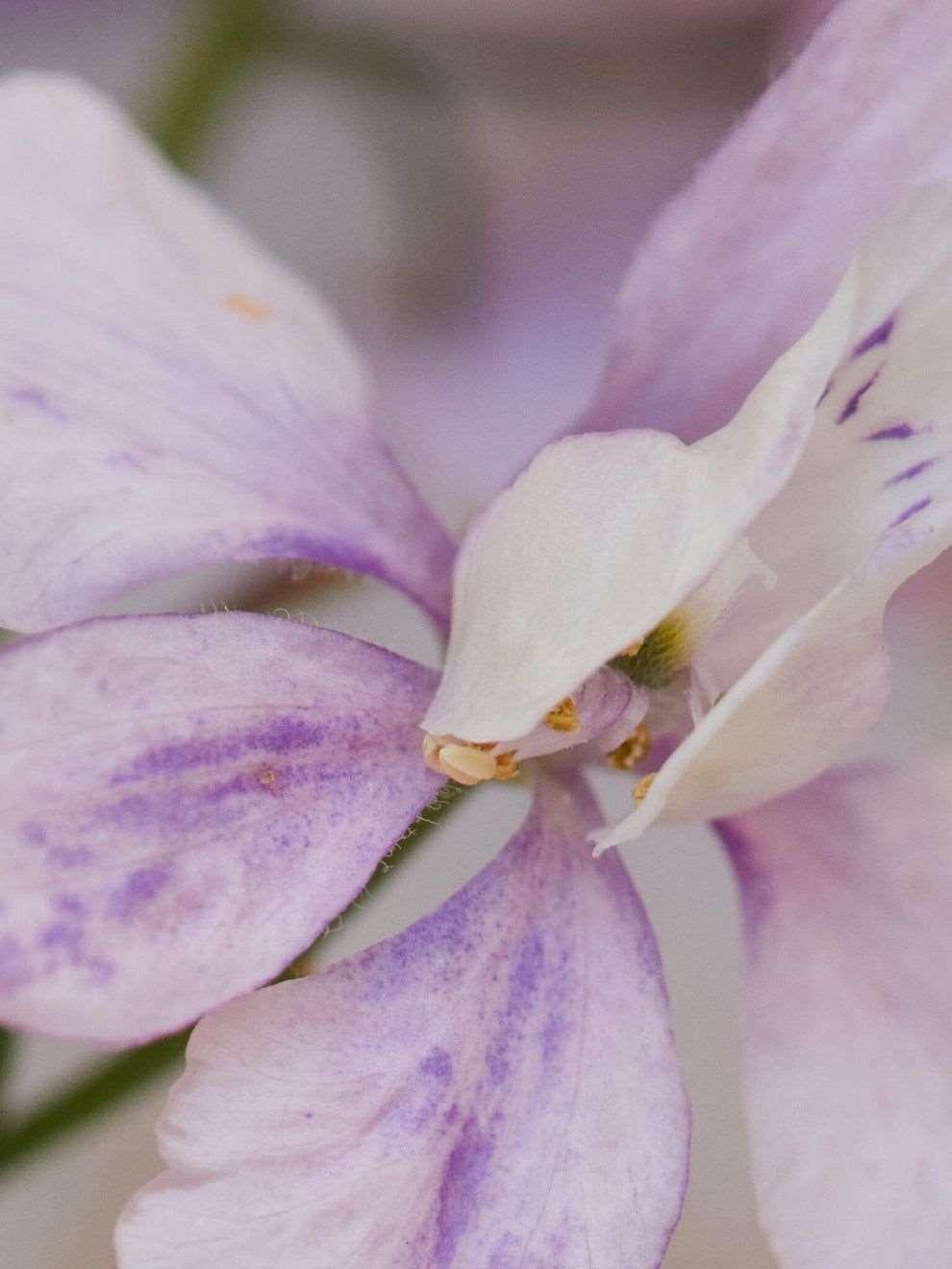 Larkspur Fancy Belladonna - Image 2