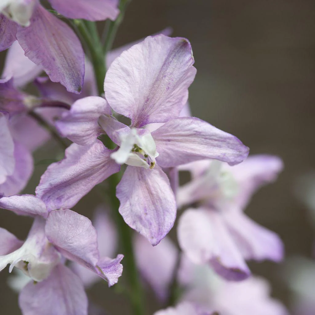 Larkspur Fancy Belladonna - Image 3
