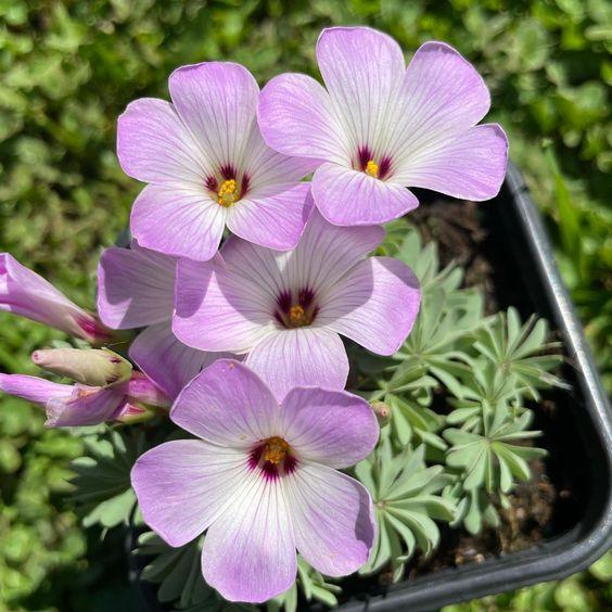 Oxalis Adenophylla